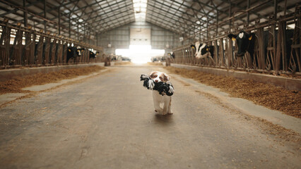 australian shepherd puppy dog running with a toy in the middle of a cattle barn surrounded by holstein cows