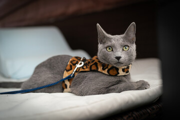 A cute russian blue cat - 731677634