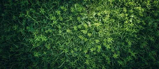 Poster Im Rahmen Drone's top-down view of a lush grass texture background. © 2rogan