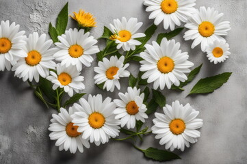 Obraz premium White Daisies on Grey Background