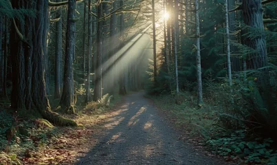 Fotobehang Sunlight in the morning in the forest, vintage color tone. © TheoTheWizard