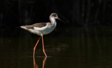 AI generated illustration of A small, nocturnal bird is seen standing on water