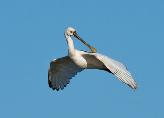 Fototapeta na wymiar a white bird with long wings and a yellow beak against a clear blue sky
