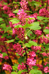 Red flowering currant, or Ribes sanguineum flowers in a garden
