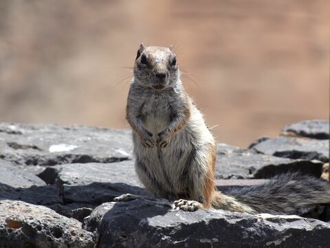 Closeup of a cute Squirrel standing in black rocks under sunlight