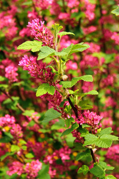 Red flowering currant, or Ribes sanguineum flowers in a garden