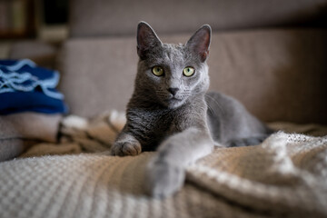 A cute russian blue cat