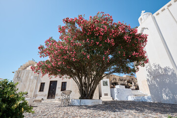 Pink flower rhododendron tree located near the castle of Pyrgos Kallistis village, Santorini. Travel, holidays, relax, adventure.