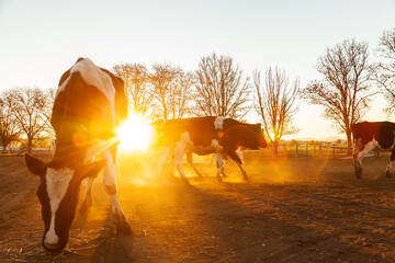 Dairy cow in dusty paddock at sunset backlit with golden light