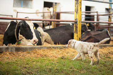 australian shepherd puppy dog walking up to a holstein cow on a ranch
