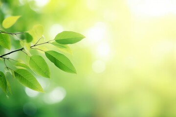 Fototapeta na wymiar Blurred green leaf background with sunlight and bokeh.