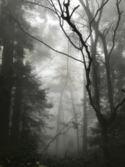 Tall trees standing in the middle of a foggy forest