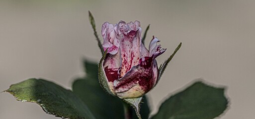Closeup of a vibrant pink rose blooming in the garden with a blurred background
