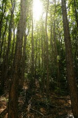 Obraz premium Vibrant and serene landscape featuring light beams that shine through a densely forested area