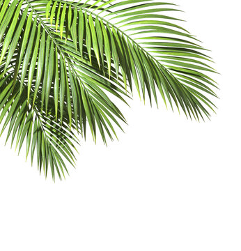 Tropical paradise palm fronds clipart on transparent backgrounds 3d rendering png