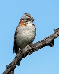 a brown and white chincol bird on a tree branch with blue skies in the background