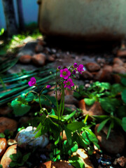 stones and flowers