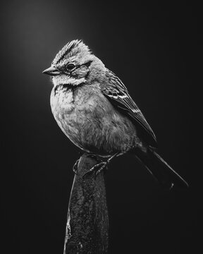black and white photo of chincol bird on top of rock