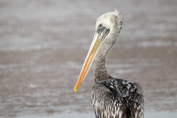 a pelican bird with a long beak is standing in the water