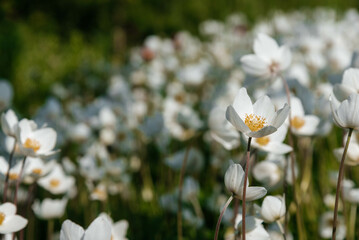 White anemones blooming in a field. Blurred background.
