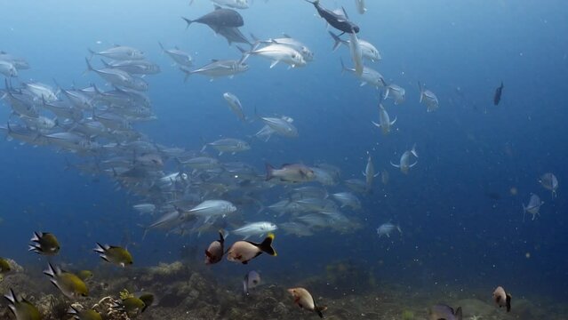 School of Trevally, jackfish over the Coral Reef in the Komodo Archipelago in Indonesia