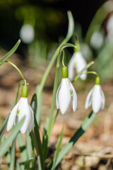 Snowdrop spring flowers. Delicate Snowdrop flower is one of the spring symbols telling us winter is leaving and we have warmer times ahead. - 731686050