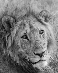 Vertical grayscale portrait of a lion