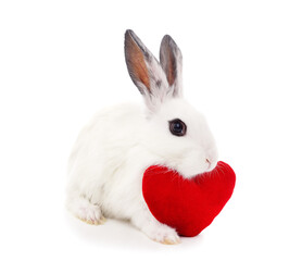 Rabbit with toy heart.