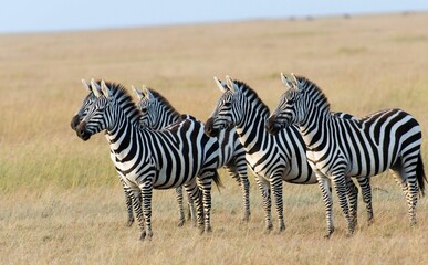 Fototapeta na wymiar Zebras standing in the deserted field