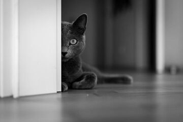 A cute russian blue cat