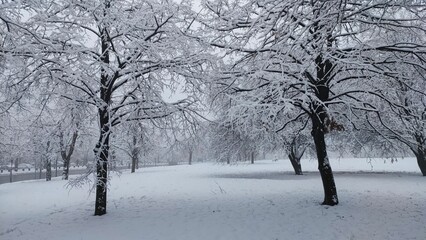 several snow covered trees and a bench in a park with snow