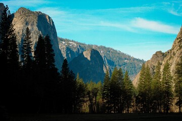 Scenic view of towering pine trees surrounded by rocky mountains against a vibrant blue sky