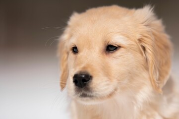 Closeup shot of an adorable Golden Retriever puppy in the snow.