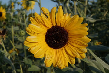 Photos of Beautiful Yellow Sunflower Flower