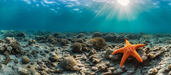 Global warming and illegal dynamite fishing significantly harm coral reefs, leaving a lone starfish on a destroyed reef.