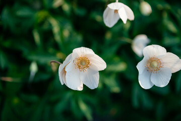 Obraz premium Anemones close-up. White anemones blooming in a field.