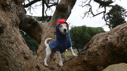 Perro blanco con buzo abrigo punk