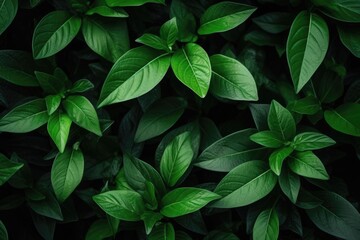 Dark green leaf in garden  Natures greenery wallpaper.