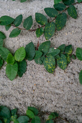 Close-up view of the plants creeping along the wall.
