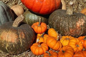 Closeup shot of different pumpkin varieties