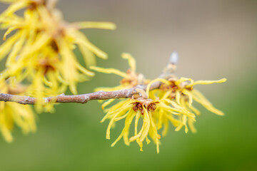 Flowers of Chinese Witch Hazel Hamamelis mollis. Early-flowering witch hazel. Hamamelis mollis, also known as Chinese witch hazel.