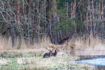 Zwei ruhende Damhirsche auf einer Wiese vor dem Osterwald.