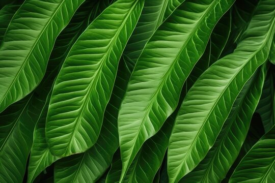 Tropical leaves create natural macro background