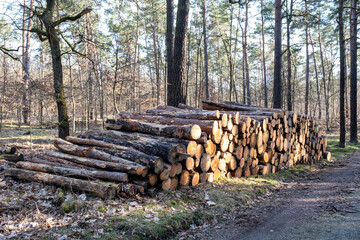 Logs from felled trees as wood piles in the forest - 731689254