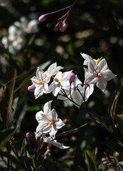 white flowers sit on top of leaves, in front of a background