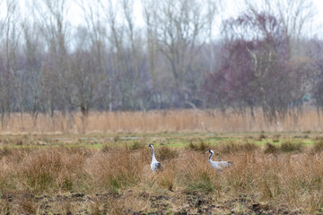 Zwei Kraniche im Februar auf den Sundischen Wiesen bei Zingst.