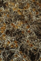 Close-up shot of the dark brown foliage and blossoms of a shrub