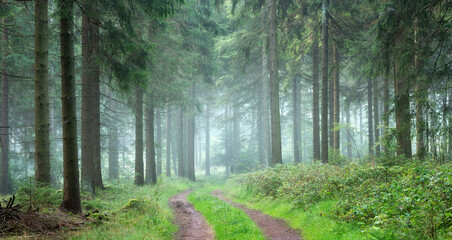 Panorama of Hiking Trail through Natural Spruce Forest with Morning Fog - 731690271