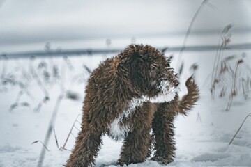 Closeup of a Spanish Water Dog walking in the snow