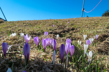 Field of white and purple crocuses flowers in full bloom on idyllic alpine meadow on Dreilaendereck...